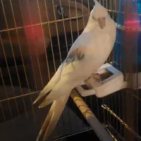 عروس هلندی گم شده جوپار