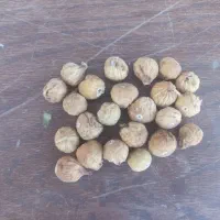 انجیر آبگیری