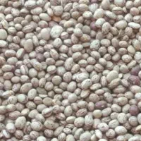 لوبیا چیتی|خوردنی و آشامیدنی|داران, |دیوار