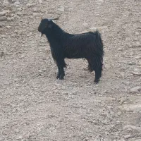 فروشی|حیوانات مزرعه|پلدختر, |دیوار