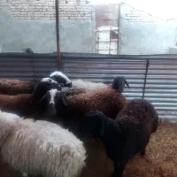 ۶راس میش افشاری فروشی