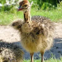 فروش پی،پر،پوست شترمرغ|حیوانات مزرعه|اصفهان, ارغوانیه|دیوار