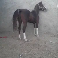 اسب نریان