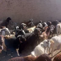 فروش میش بره و بز بزغاله