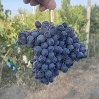 باغ انگور و میوه