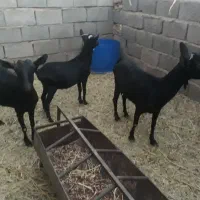 فروش گوسفند|حیوانات مزرعه|زرند, |دیوار