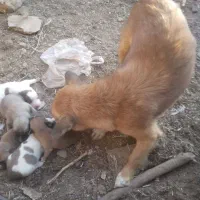 توله پاپی تیز هوش زرنگ|سگ|تربت جام, میان جام|دیوار