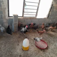 مرغ گلپایگان