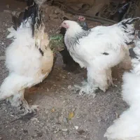 نیمچه خروس برهما|حیوانات مزرعه|باغ بهادران, |دیوار