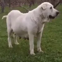 واگذاری سگ عراقی