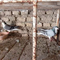 کفتر سینه دمپاک|پرنده|اصفهان, تیران|دیوار