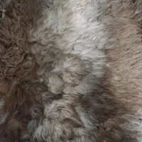 پوست دباغی شده گوسفند