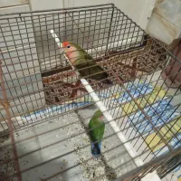 کوتوله سبز|پرنده|میبد, |دیوار