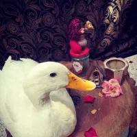 اردک زشت و بداخلاق|حیوانات مزرعه|اسکو, |دیوار