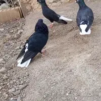کبوتر رنگه