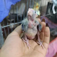 جوجه سرلاکی|پرنده|خرمشهر, |دیوار