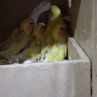 ۴ عدد طوطی برزیلی سرلاکی  نسل سخنگو زیر قیمت دستی