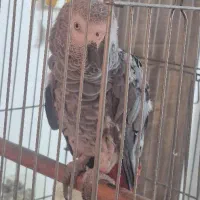 کاسکو سخنگو خال قرمز با قفس و وسایل