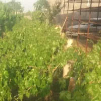 فروش باغ