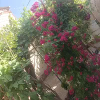 کاشت گل گلدان وباغ باغچه