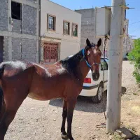 اسب مادیان نژاد کرد