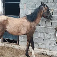 نریان فروشی شجره دار