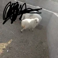 گوراند لتکی|حیوانات مزرعه|مهرستان, |دیوار