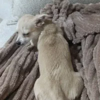 سگ شی هوا هوا ماده|سگ|کرج, اسدآباد|دیوار