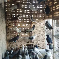 ۳۲عدد حیوون قلدور پرشی|پرنده|فریمان, |دیوار