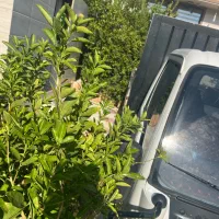 اتاق باری بغل بازشو ایسوزو ۵۲۰۰|قطعات یدکی و لوازم جانبی|کازرون, |دیوار