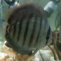 فروش ماهی دیسکس مولد