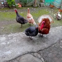 فروش‌بقلمون|حیوانات مزرعه|سیاهکل, |دیوار