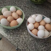 تخم جوجه مرغ مقوی وتازه