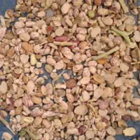 ضایعات لوبیا دامی