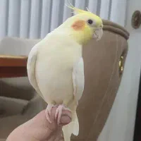 عروس هلندی سخنگو یک ساله نر