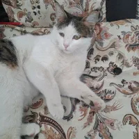 گربه اهلی قیمت300تومن