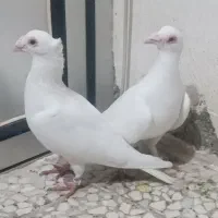 جفت سفید کرمانی