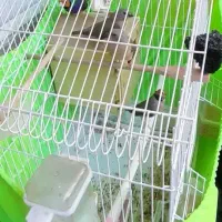 فنچ گلدین|پرنده|تهران, عباسی|دیوار
