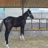 کره اسب ۵ماهه مشکی زیبا