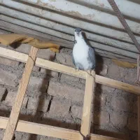 کبوتر دمگیرماده