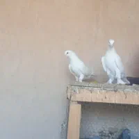 کبوتر ترکیه‌ای