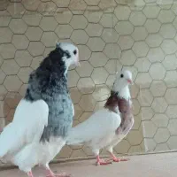 کبوتر طوقی کاکولی|پرنده|گنبد کاووس, |دیوار