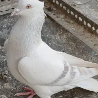 کبوتر رنگه مقبول و چند تا صید پرشی