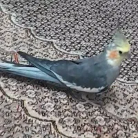 عروس هلندی  نر