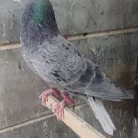 کبوتر سرور خال سیاه دمسفید کبوتر شهرستان|پرنده|کرج, برغان|دیوار