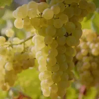 باغ-انگور