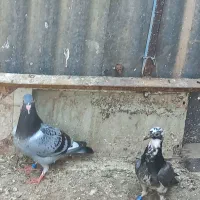جوجه پلاکی سری ۵۰۰