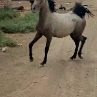 اسب وحیوانات