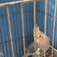 عروس هلندی