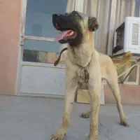 سگ سراب